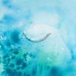 Into the Blue