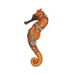 Queensland Seahorse (Hippocampus queenslandicus)